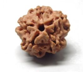Rudraksha